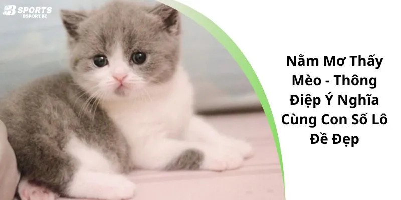Chiêm Bao Thấy Mèo Trắng Đánh Số Gì Để Rinh Tiền Thưởng Về Túi?