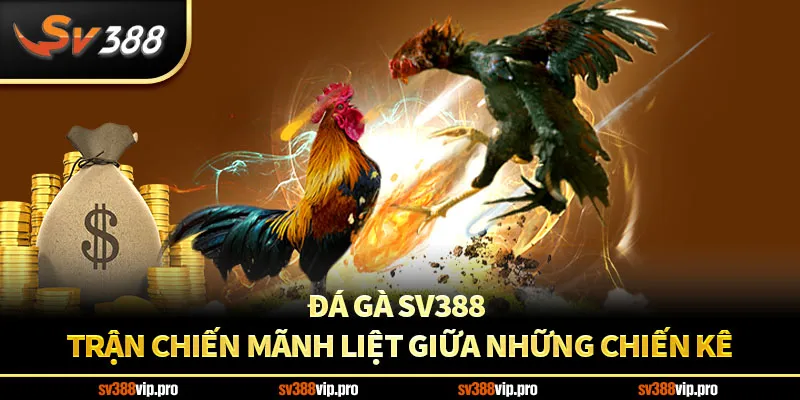 Đá Gà SV388 – Trận Chiến Mãnh Liệt Giữa Những Chiến Kê