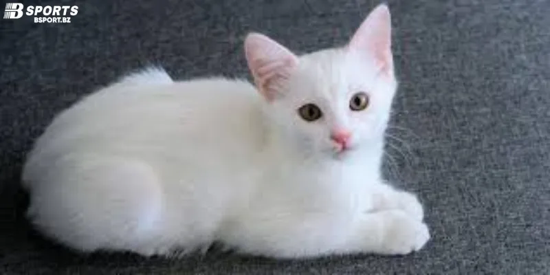 Giải mã giấc mơ thấy mèo 