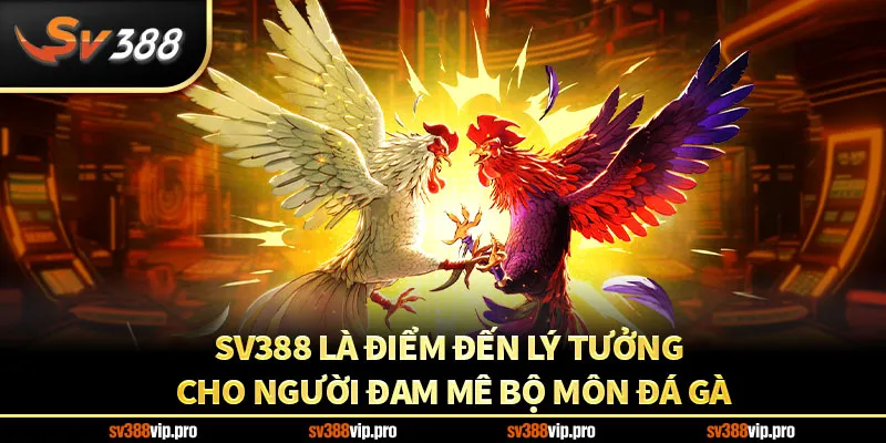SV388 là điểm đến lý tưởng cho người đam mê bộ môn đá gà